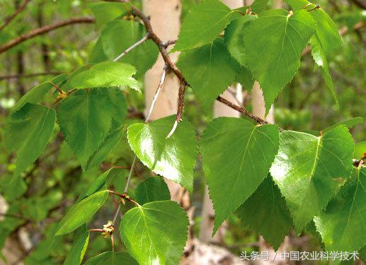 走进大兴安岭原始森林,探秘野生动物世界