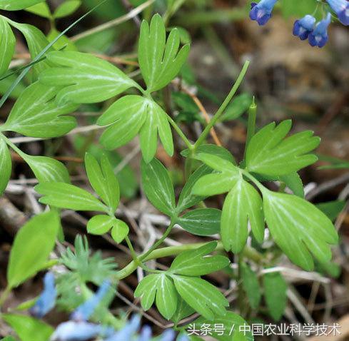 走进大兴安岭原始森林,探秘野生动物世界