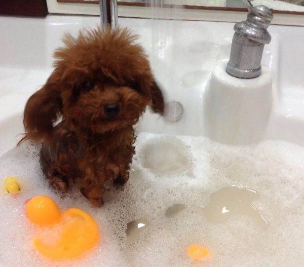 茶杯犬要怎么养,茶杯犬怎么样养