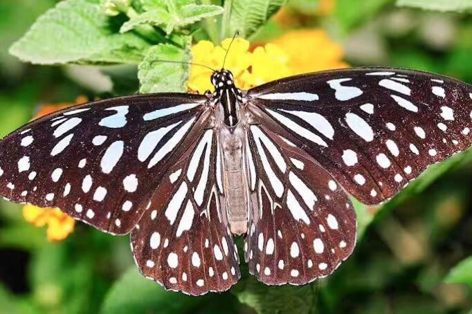 世界因你而美好原唱,世界因你而美好