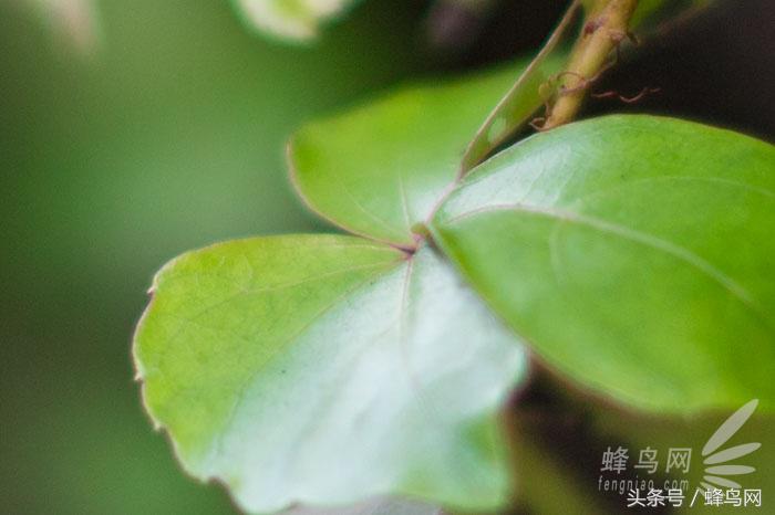 用了20年单反相机,佳能50mm定焦二代和三代区别