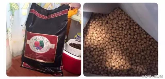 Todayis七夕,这盆狗粮爱妖经替你验过,放心吃吧