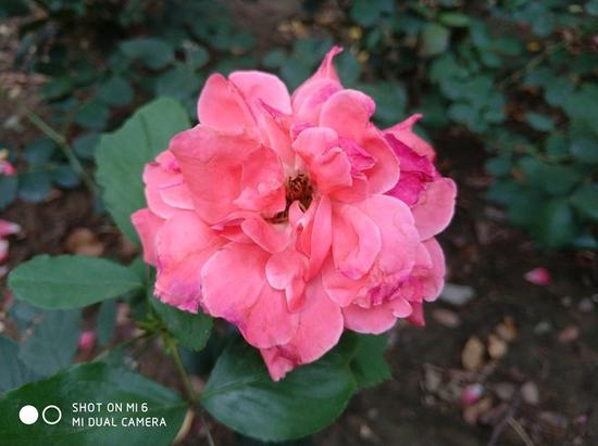 大家习以为常的手机拍照加水印，原来是从它开始的