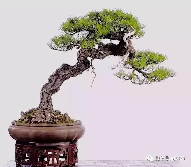 50种盆景树图片大全,50种盆景植物图片大全