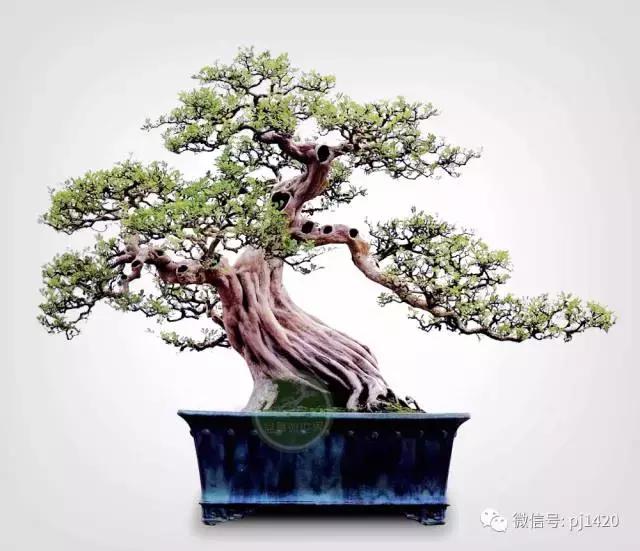 50种盆景树图片大全,50种盆景植物图片大全