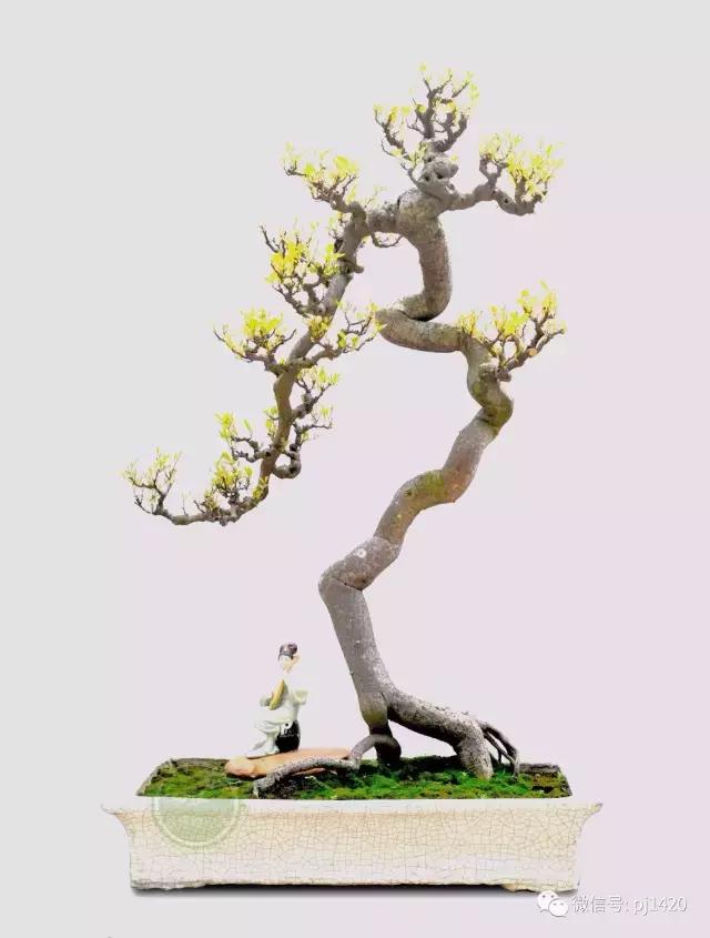 50种盆景树图片大全,50种盆景植物图片大全