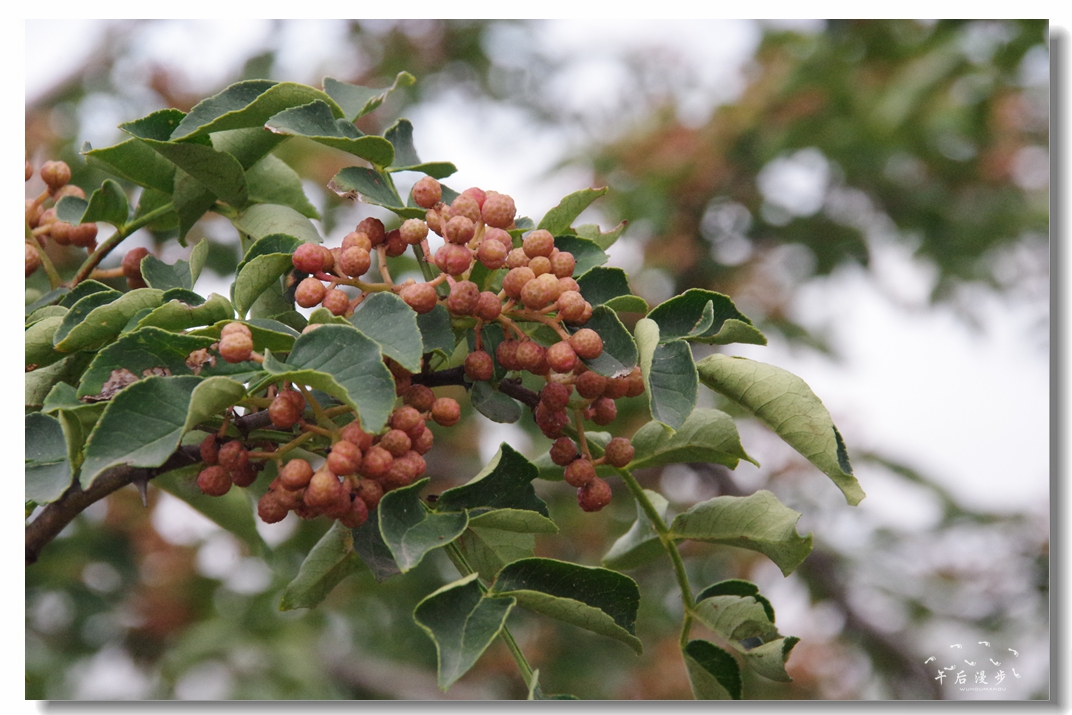 陕西韩城大红袍花椒之乡 (韩城花椒哪里产的最好)