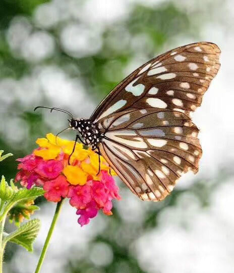 世界因你而美好原唱,世界因你而美好