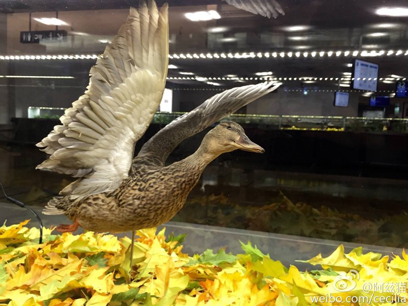 中国到塞尔维亚是哪个航空公司,中国到欧洲最快飞机