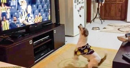 宠物狗兴奋的跟疯了一样,狗蹦蹦跳跳很激动