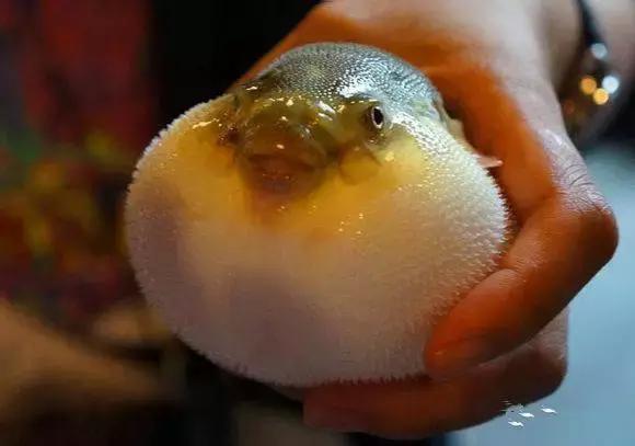 羊口开海！倒计时一天！第一网吃起来！看完哈喇子流一地