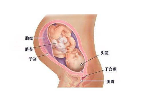怀孕6个月准妈妈也在努力,孕期孕妈妈一直在动脑