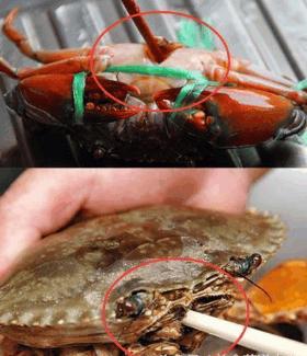 煮螃蟹是冷水下锅还是热水下锅,煮螃蟹是冷水下锅还是热水