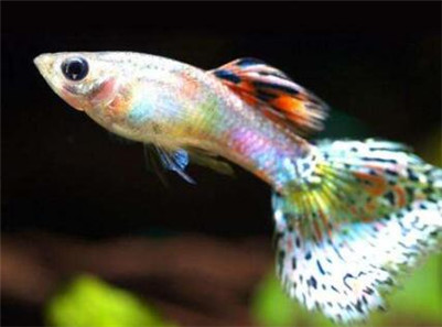 孔雀鱼下崽时难产怎么办,孔雀鱼待产的正确方法