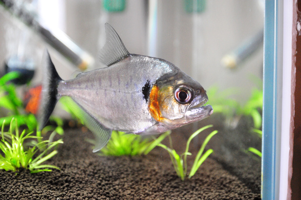 虎鱼到底好不好吃,虎鱼好养吗