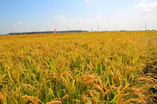 普田农科院科技园区精品展示陆地最强产量为王、普田莲育1496