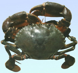 又到了吃螃蟹的季节怎样挑选螃蟹,如何正确挑选食用螃蟹你都知道吗