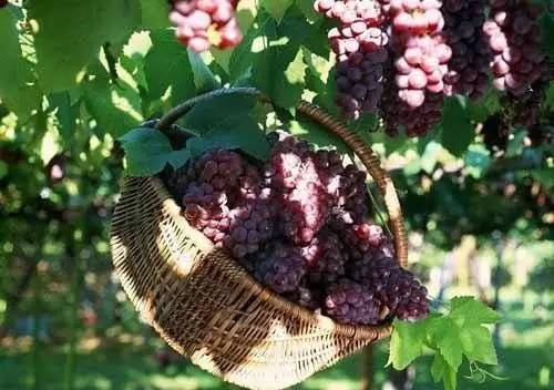 上海嘉定区是否更名为嘉定新区,嘉定要改名字叫嘉定新区吗