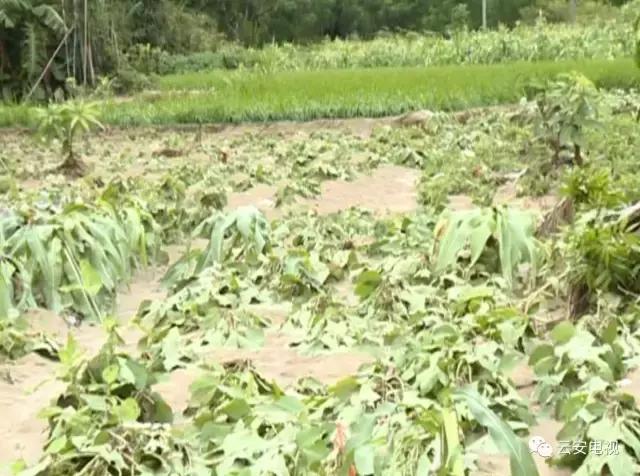 帕卡台风现在情况,帕卡台风最新情况