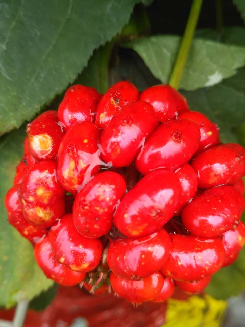 万良人最新行情,万良人