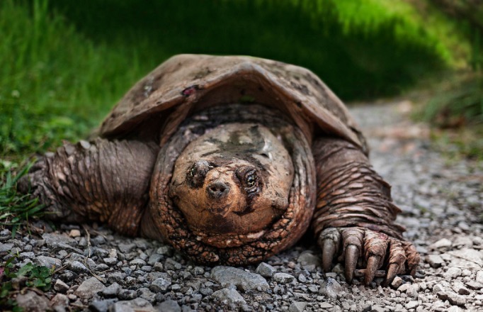 家里养鳄龟的养殖方法及注意事项,如何养好鳄龟让鳄龟更凶狠