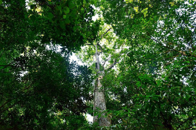 去西双版纳旅游吃住行攻略,去西双版纳旅行自由行攻略