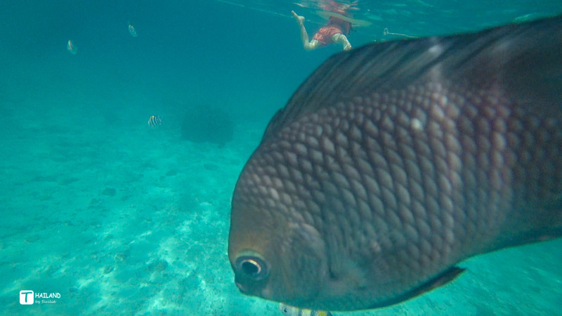 带你一起去泰国看海,回忆那年在泰国踏浪看海