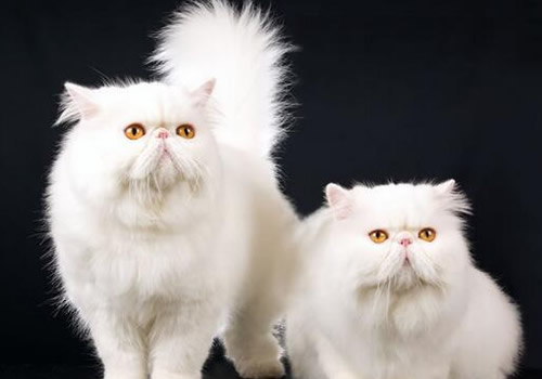 猫咪身上一块一块的掉毛是啥原因,猫咪打完疫苗脖子后面掉毛咋回事