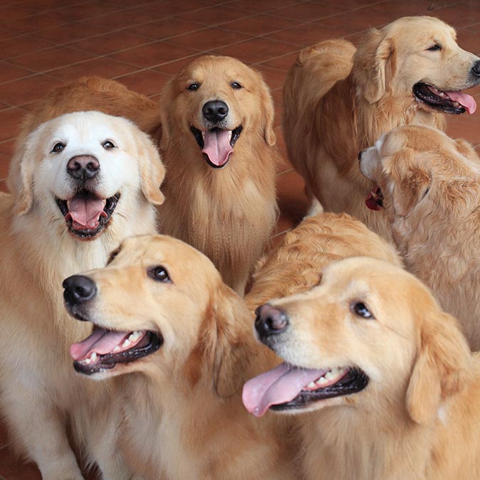 怎么让金毛毛发茂盛,怎么让金毛毛发旺盛