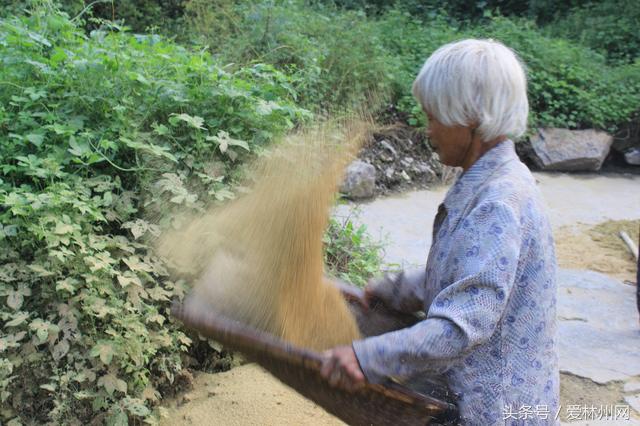深山老林两口子原始方法打谷子称野猪经常毁坏庄稼到手的太少