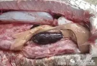 养殖鱼应激了该怎么救,鱼应激浮头了该怎么救