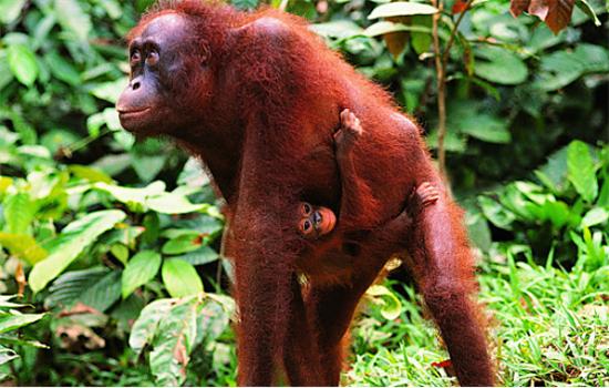 大自然新三层原木风地板批发价,大自然地板橡木之秋