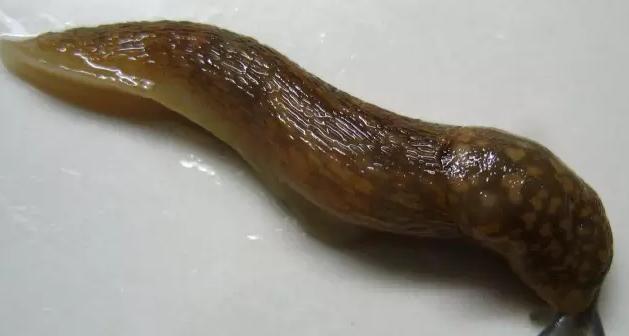 淡水龟吃什么食物,龟吃什么食物好