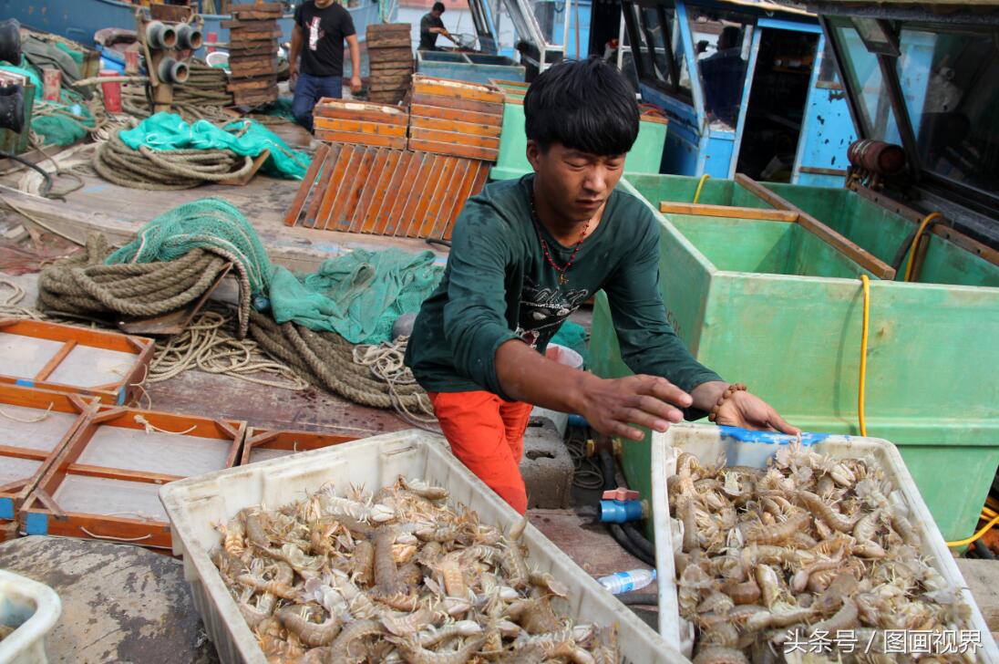 黄渤海有什么海鲜,黄渤海海鲜