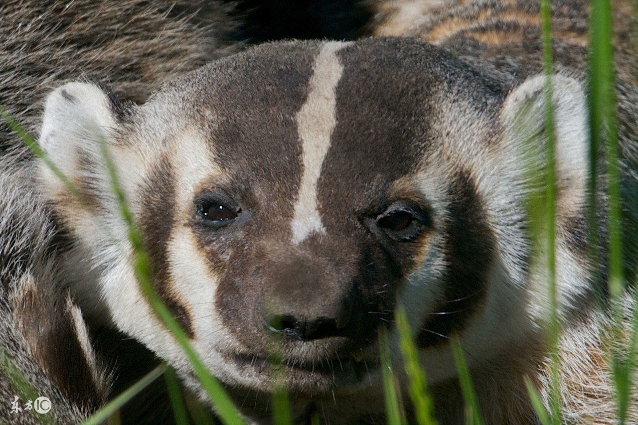 动物世界平头哥狼獾高清,狼獾和平头哥搏斗视频