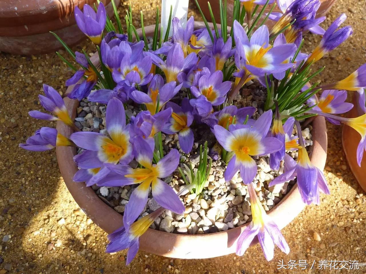 藏红花植物,开的花像藏红花的植物
