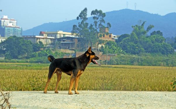 中国农民养500只猪,中国农民养了7万只鸡