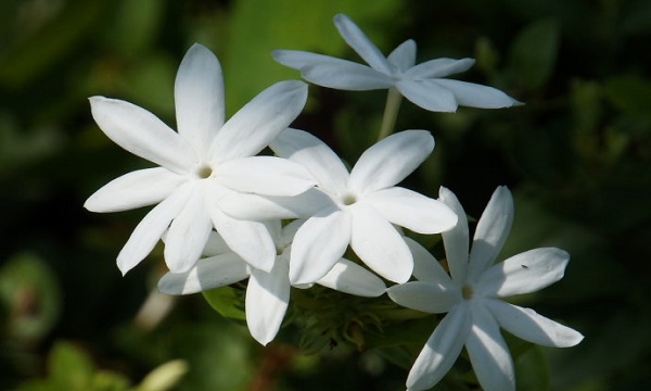 我国的国花是什么花正确答案,我国的国花是什么花