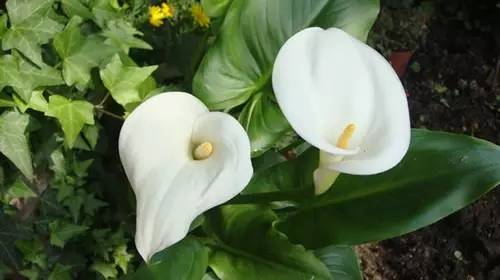 铲屎官养宠物的正确方法,铲屎官如何对待死掉宠物