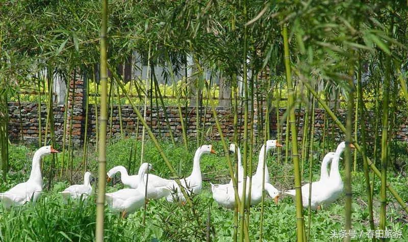 苏州常熟蒋巷村生态园图片,江苏省常熟蒋巷村从穷到富的过程