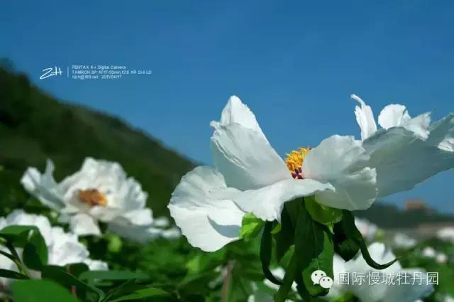 高淳四宝之一白牡丹,高淳四宝中的白牡丹在哪里