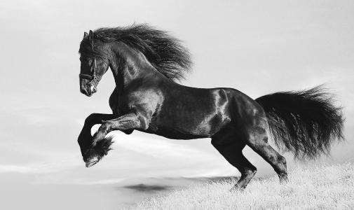 杜甫关于房兵曹胡马诗的资料,杜甫写房兵曹胡马诗时的心态