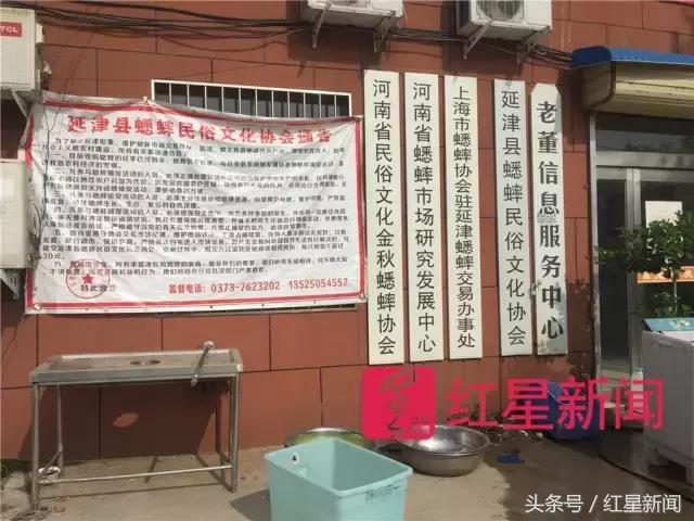 河南捉蛐蛐一个能卖几万,河南哪个地方蛐蛐好抓点