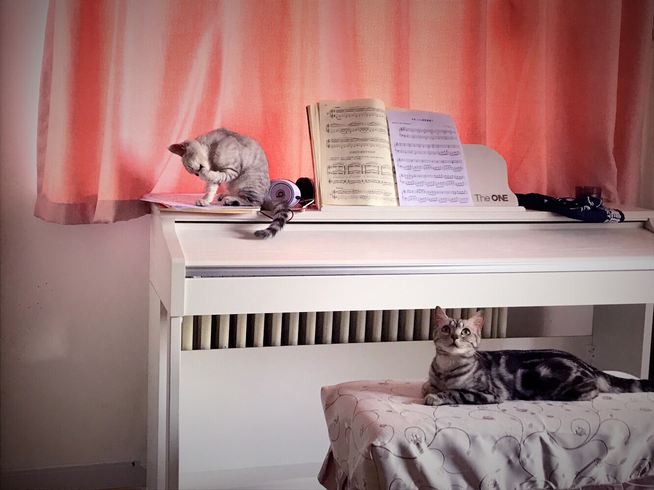 铲屎官你们都怎么养喵?你以为最好养几只喵?