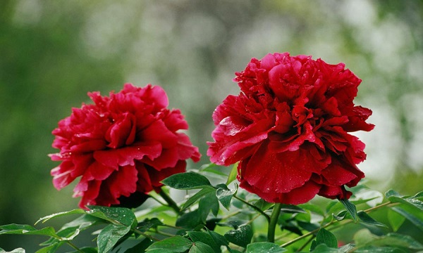 我国的国花是什么花正确答案,我国的国花是什么花