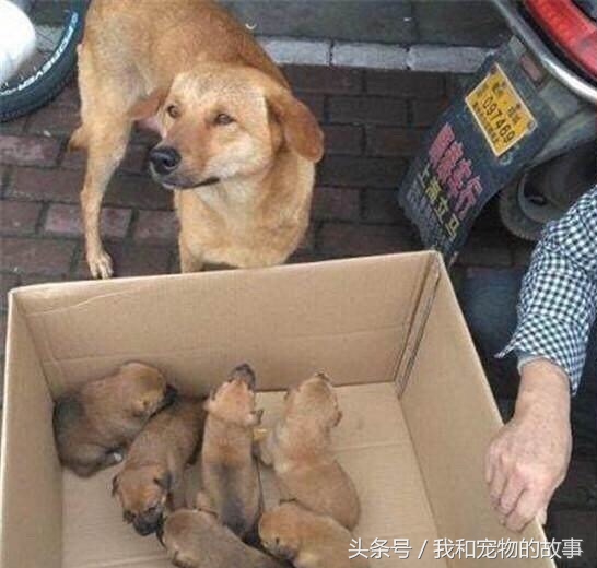 中华田园犬被主人卖到狗肉车上,中华田园犬被卖了偷跑回来