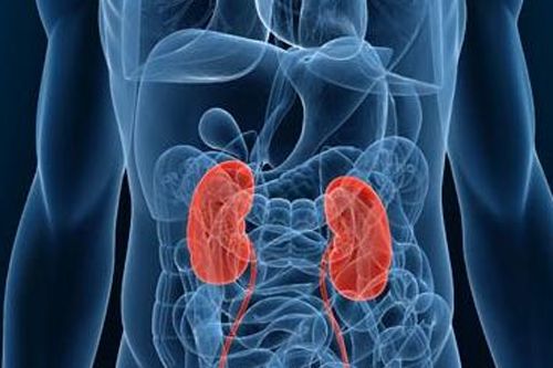 肾主骨吃什么养肾,中医吃什么药补肾最管用