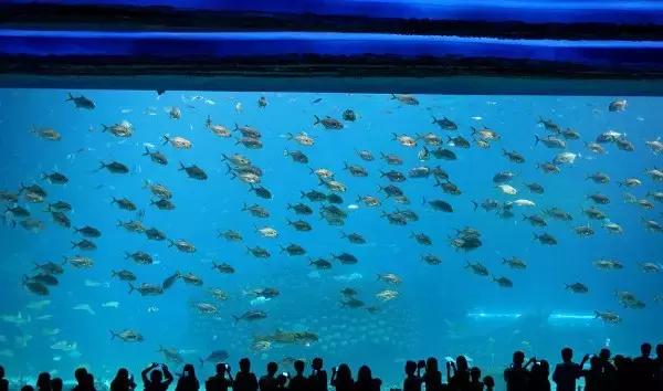 珠海横琴长隆海洋王国有什么,横琴口岸坐车珠海长隆海洋王国