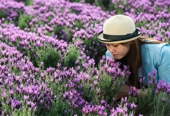 寻遍我省的薰衣草花田我们就在这结婚好不好？