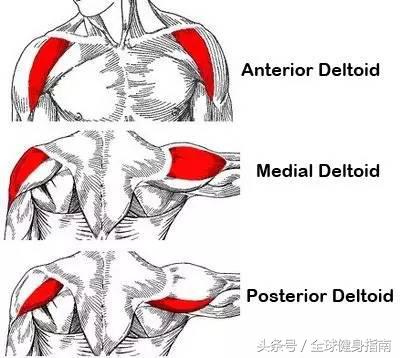 练宽肩最有效的动作,可以把肩练宽的动作